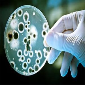 德氏乳杆菌生物/抗体/细胞生产厂家,批发商-盖德化工网